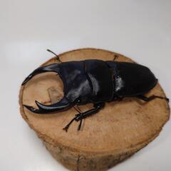 オオクワガタ 能勢SR血統トリオ