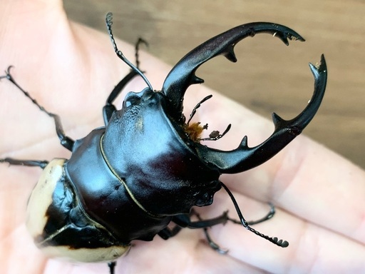 ブルマイスターツヤクワガタ ペア