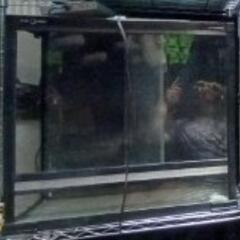 レプティワイルドの中古が安い！激安で譲ります・無料であげます  