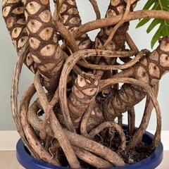 【お譲り先決定】観葉植物　クッカバラ