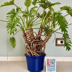 【お譲り先決定】観葉植物　クッカバラ