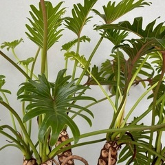 【お譲り先決定】観葉植物　クッカバラ