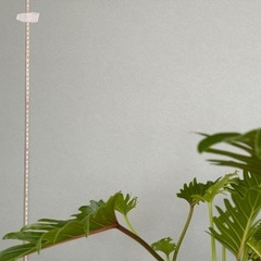 【お譲り先決定】観葉植物　クッカバラ