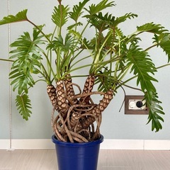 【お譲り先決定】観葉植物　クッカバラ