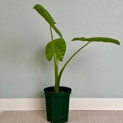 観葉植物　クワイズイモ