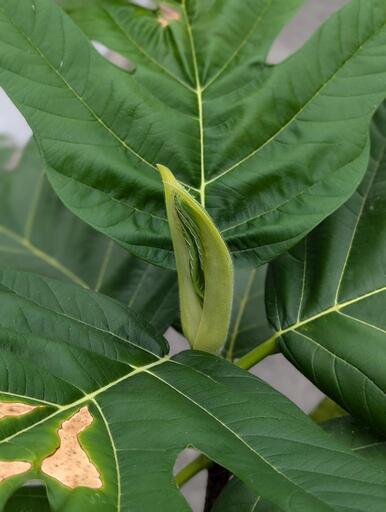 購入者様決定済み　超希少観葉植物　パンノキ　パンの木