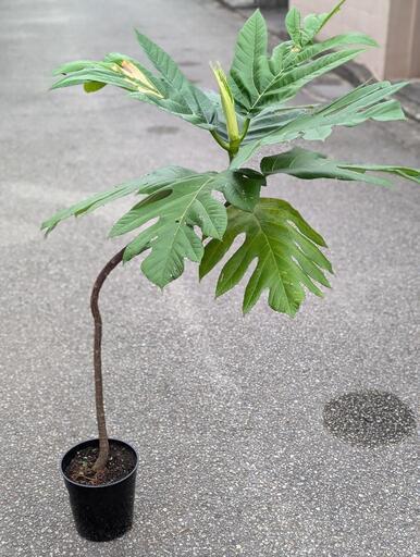 購入者様決定済み　超希少観葉植物　パンノキ　パンの木