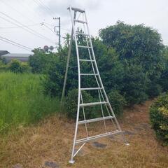 ヘゴ　でっかい　A 園芸用三脚脚立 アルインコ ALINCO KWX--300 10段