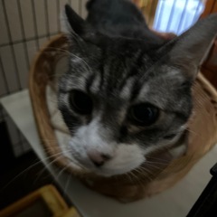 どなたかうちの猫をお願いします