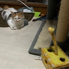 癒されたい貴方の為の優しい成猫ちゃんでーす