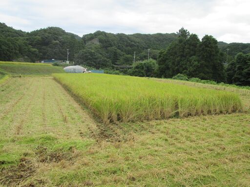 (受付終了)令和６年産 農家直販 新米コシヒカリ 玄米３０㎏（白米約２７㎏）１００００円 １０袋限定