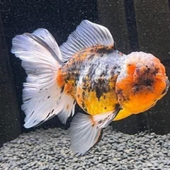 超極上！五色ローズテールオランダ　18cm± 超極上！五色ローズテールオランダ 18cm±