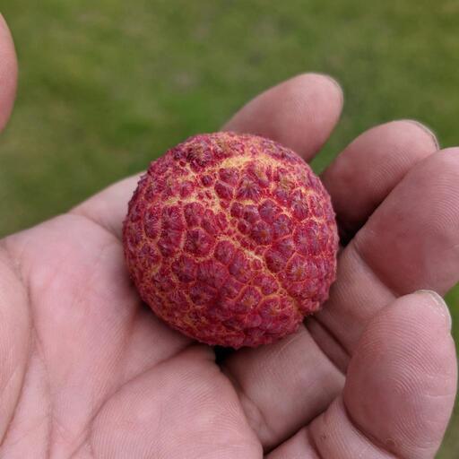 値下げ ライチ 取り木苗 鉢植え 泉北で結実実績のある株からの取り木です。 値下げ ライチ 取り木苗 鉢植え 泉北で結実実績のある株からの取り