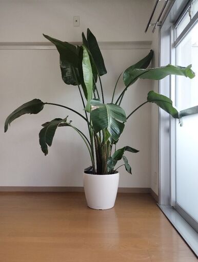 無印良品 観葉植物 オーガスタ