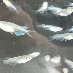 今年産まれ【めだか】幼魚～若魚　青蝶ロングフィン10匹セット