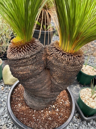 クサントロエア　クアドラングラータ　ブラックボーイ クサントロエア クアドラングラータ ブラックボーイ クサントロエア