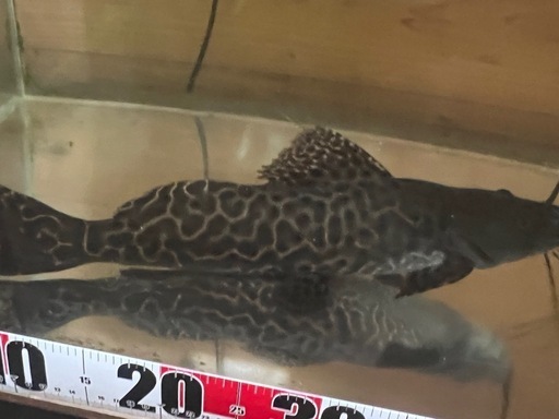 値引相談可】セルフィンキャット 35cm強