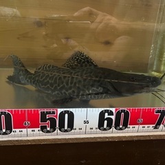 値引相談可】セルフィンキャット 35cm強