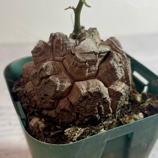 観葉植物　亀甲竜　ディオスコレア　コーデックス　塊根植物