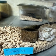 ヘラクレスオオカブト♂単品ラスト一匹