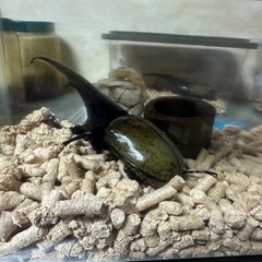 ヘラクレスオオカブト♂単品ラスト一匹