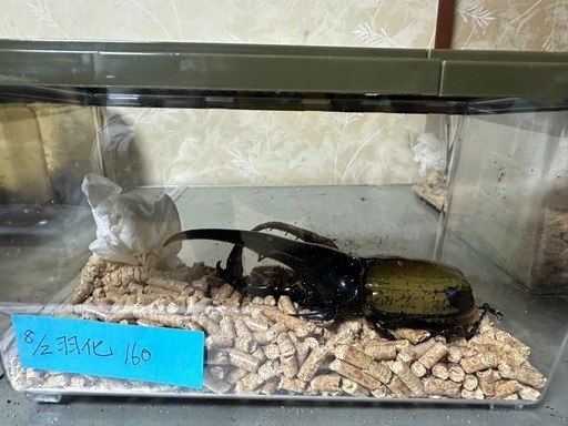 ヘラクレスオオカブト♂単品