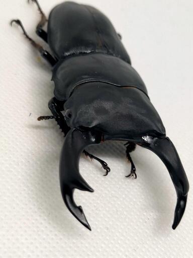 能勢YGオオクワガタ2ペア　♂80ミリ♀51.5ミリと♂79.5ミリ♀50.5ミリ