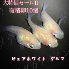 福岡県のダルマの中古が安い！激安で譲ります・無料であげます｜ジモティー