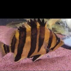 ダトニオプラスワン　２5cm±