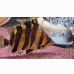 ダトニオプラスワン　２5cm±