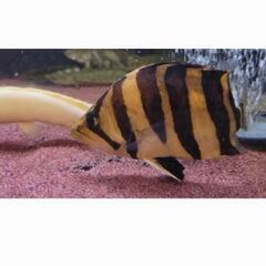 ダトニオプラスワン　２5cm±