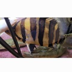 ダトニオプラスワン　２5cm±