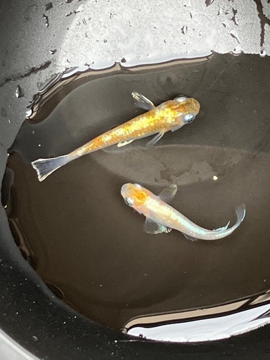 珠光菊成魚　\n1ペア