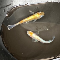 珠光菊成魚　
1ペア