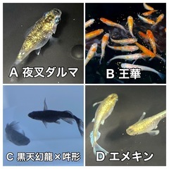 王華の中古が安い!激安で譲ります・無料であげます|ジモティー
