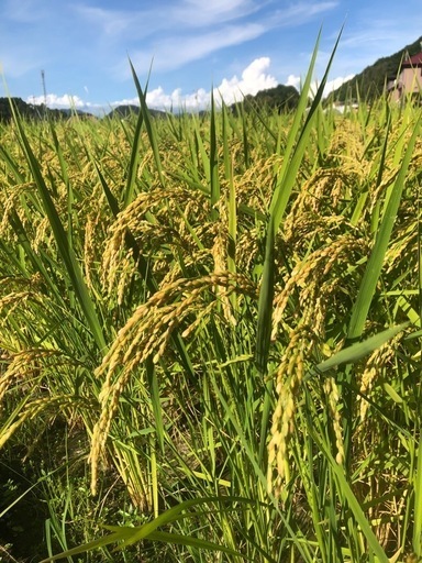 再販売‼️令和6年度産新米❣️