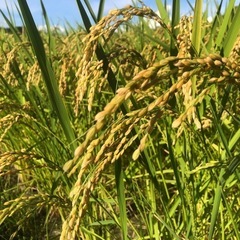 再販売‼️令和6年度産新米❣️