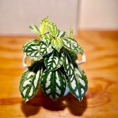 珍種植物！ピレア！雑貨ポッド付き！まるで作り物のような葉っぱ！