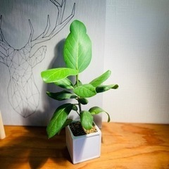 人気の観葉植物！50cm大！スクエア鉢付き！フィカス・ベンガレンシス