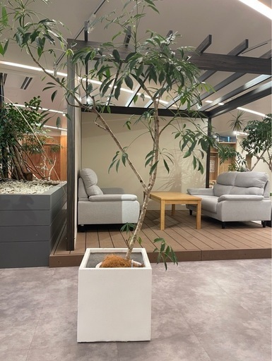 観葉植物　シェフレラ