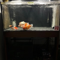 アクリル水槽 の中古が安い!激安で譲ります・無料であげます|ジモティー