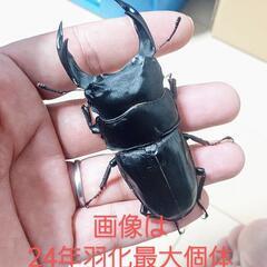 【24年羽化新成虫】能勢YG、SR血統　オオクワガタ　♂️♀️ 8ペア　◎配送可◎　