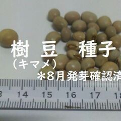 キマメ種子 ５ｇ（約３０粒）　樹豆、木豆