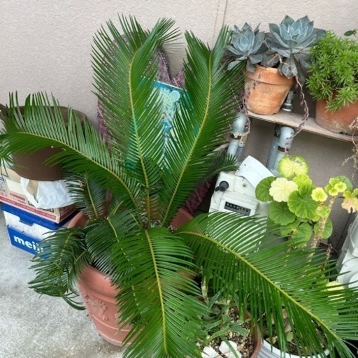 観葉植物　ソテツ