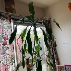 幸福の木　観葉植物　　　　風水　縁起　　　幸せ