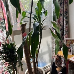 幸福の木　観葉植物　　　　風水　縁起　　　幸せ