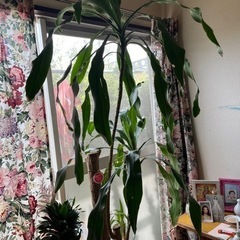 幸福の木　観葉植物　　　　風水　縁起　　　幸せ