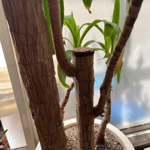 幸福の木 観葉植物 風水 縁起 幸せ ?【幸福の木って知ってる 