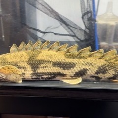 エンドリショート　大きめ