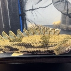 エンドリショート　大きめ